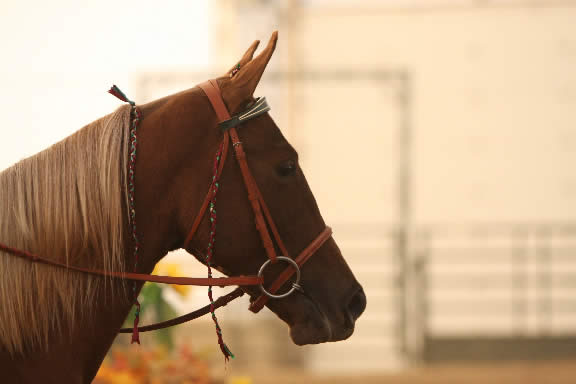 Two year old filly by Generator 101 wins Under Saddle class